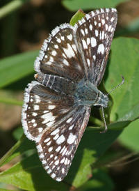 Common Checkered Skipper